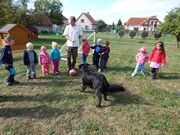 Sorbon - pes fotbalista